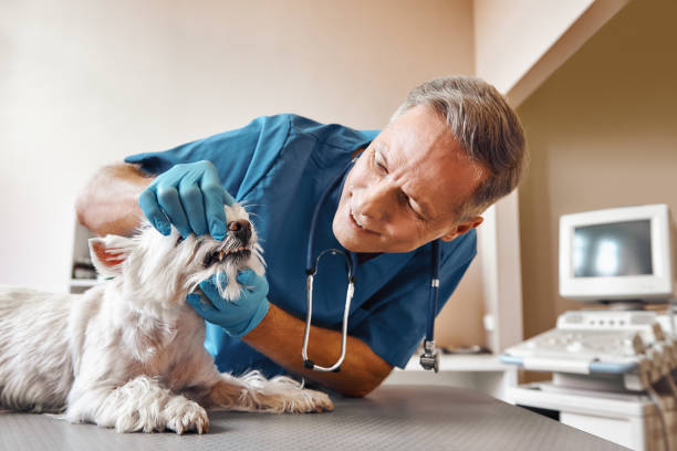 Best Emergency Dental Care for Abscessed Tooth in Sausalito, CA